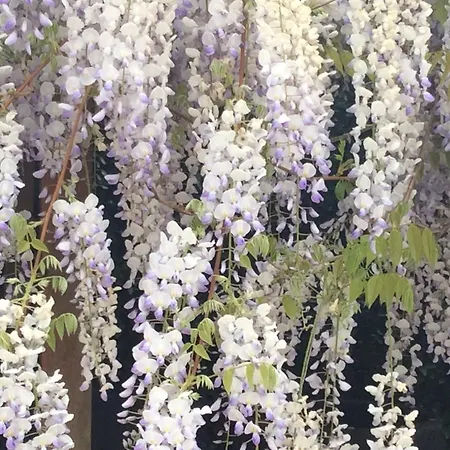 Pre Fleuri بيت للعطل *